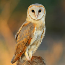 Load image into Gallery viewer, Eastern Barn Owl Studs