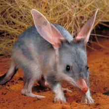 Load image into Gallery viewer, Bilby Studs