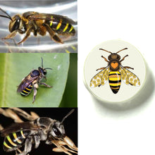 Load image into Gallery viewer, Native Bee Studs
