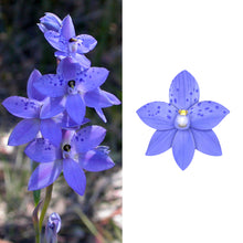 Load image into Gallery viewer, Spotted Sun Orchid Studs
